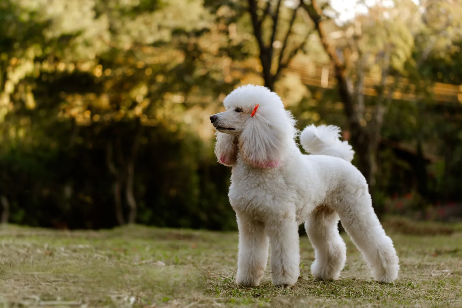 What Happens During a Fear-Free Grooming Visit