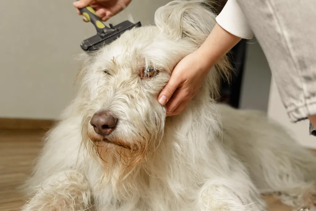 Grooming With Care